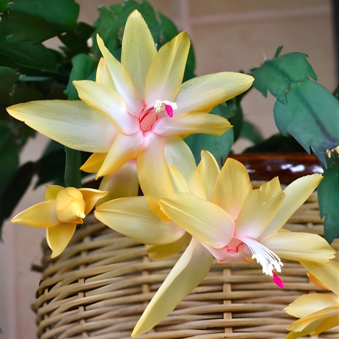 Xmas Cactus Live Plants in 4" Inch Pot | Vibrant Christmas Cactus Plants | Easy-Care Indoor Tropical Houseplant | Ideal Gift for Plant Enthusiasts