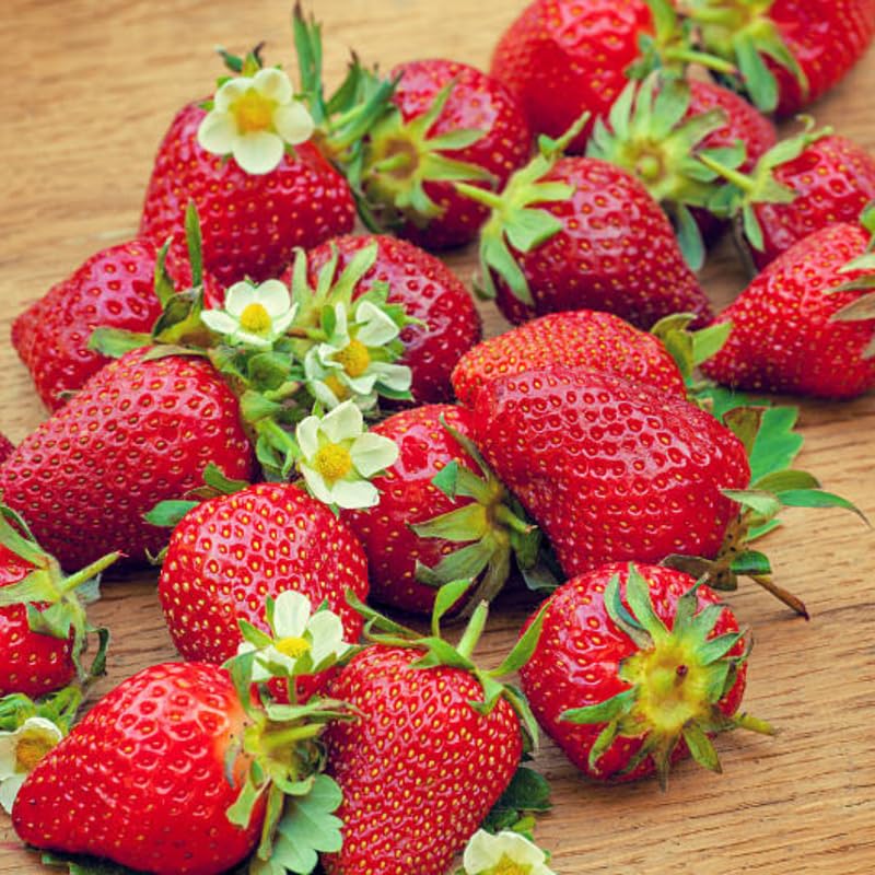 Strawberry Roots for Planting, Sparkle Strawberry, 50 Per Pack, Large Fruit Bearing Perennial, Junebearing Plants for Backyard and Garden