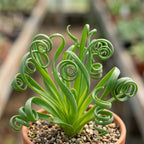 Albuca Spiralis Plant Live, 4" Pot, Vigorous Frizzle Sizzle Succulent withth Coiled Leaves, Low Maintenance Corkscrew Albuca Plant for Indoor Spaces