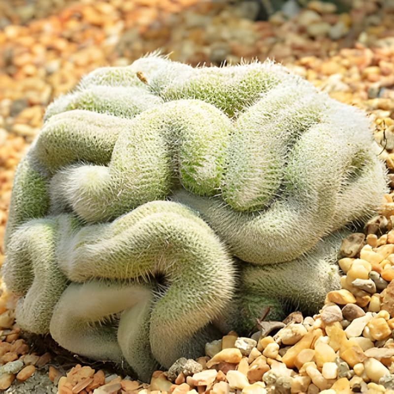 Mammillaria Cristata Golden Brain Cactus Live Plant | Rare Crested Cactus Plant | Live Cactus in 2.5-6" Inch Pot | Ideal for Collectors & Modern Home Décor