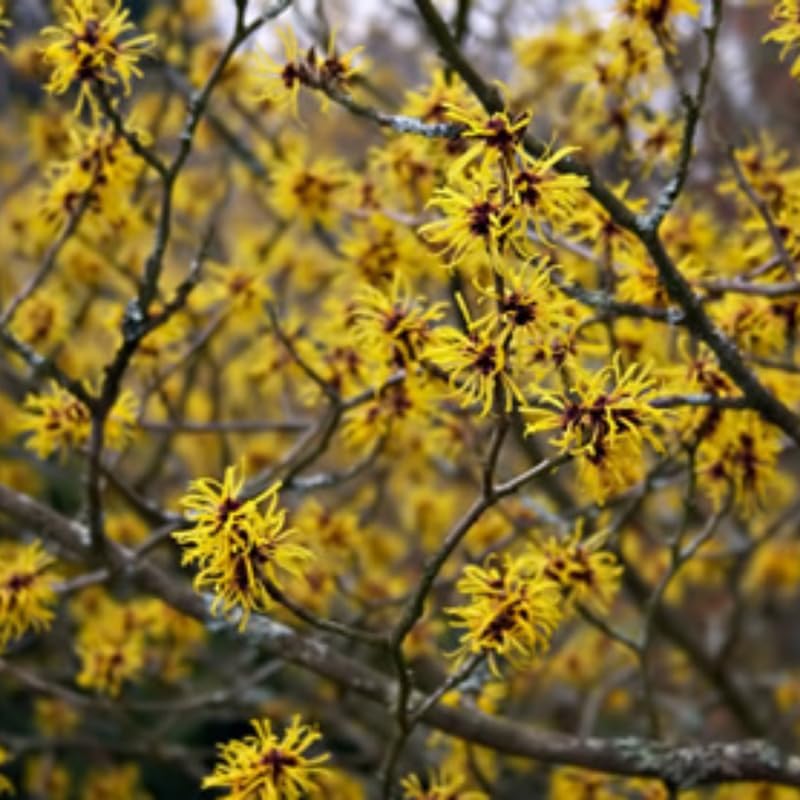 10 Witch Hazel Tree Live Plants | 1-2ft Bare Root Seedlings | Low Maintenance Flowering Tree | Well-Rooted Native Plants