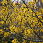 10 Witch Hazel Tree Live Plants | 1-2ft Bare Root Seedlings | Low Maintenance Flowering Tree | Well-Rooted Native Plants