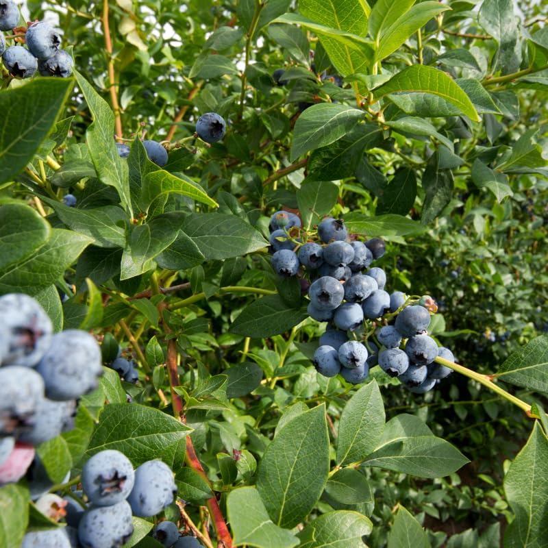 (No Ship to CA, HI, AK) Blueberry Plants Live for Planting, Brightwell Blueberries Tree - 1 to 2 Feet Tall in 2 Gallon Pot, Fast Growing Blueberries Fruit Trees Live Plants for Patio and Garden