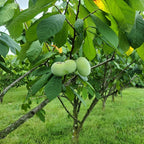 2 Pawpaw Tree Live Plants | 1-2ft Bare Root Seedlings | Low Maintenance Deciduous Fruit Shrub | Robust Well-Rooted Native Plants for Garden