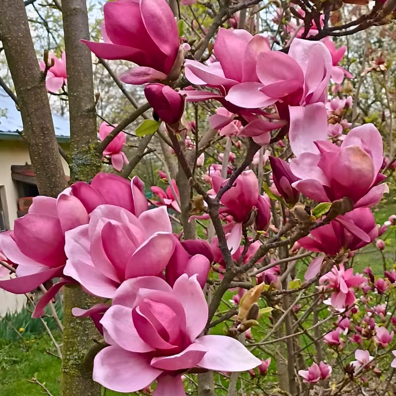 2 Jane Magnolia Tree Live | Jane Magnolia Plants Live for Gardens | 8–12 Inches Tall Young Rooted Cuttings | Great for Landscape Projects and Home Gardens