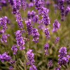 English Lavender Plants Live Outdoor and Garden, 3-Inch Pot, Cold-Hardy English Lavender for Patios, Borders, and Pathways