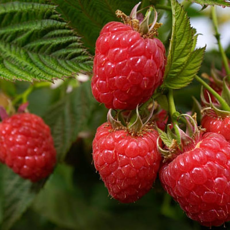 Red Raspberry Bushes Live Plant, 3 Inch Tall Bare Root Seedling, Rubus Idaeus Edible Berry Shrub, Summer Fruiting Plant for Backyard and Garden