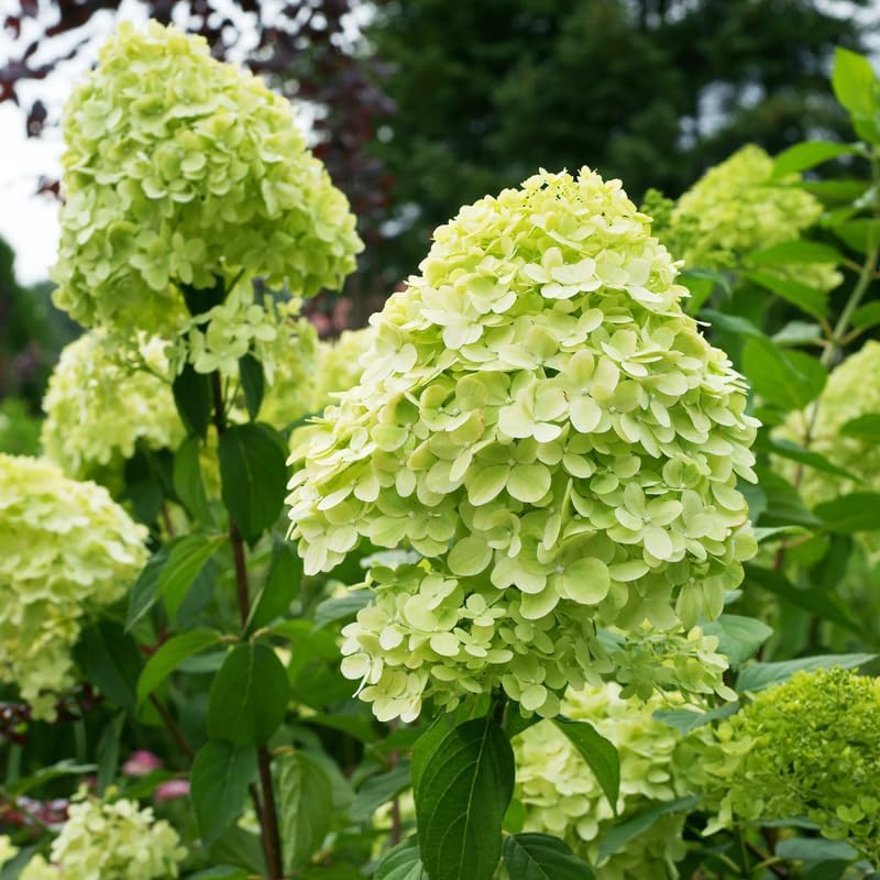 2 Limelight Hydrangea Live Plants | 1-2 Feet Tall Bare Root Seedlings | Paniculata Flowering Shrub for Backyard and Landscape | Well-Rooted