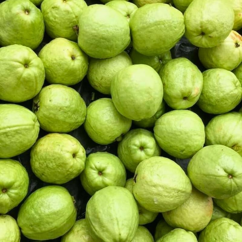 Ruby Guava Tree for Planting | Fresh Fruit 3 Ft Tall | Ideal Guava Tree Live Plant for Home Gardens & Patio Containers