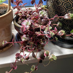 Pink Calico Kitten Plant Live in 4 Inch Pot | Variegated Trailing Crassula with Soft-Pink Leaves | Ideal for Desks, Bookshelves, and Small Indoor Decor Projects