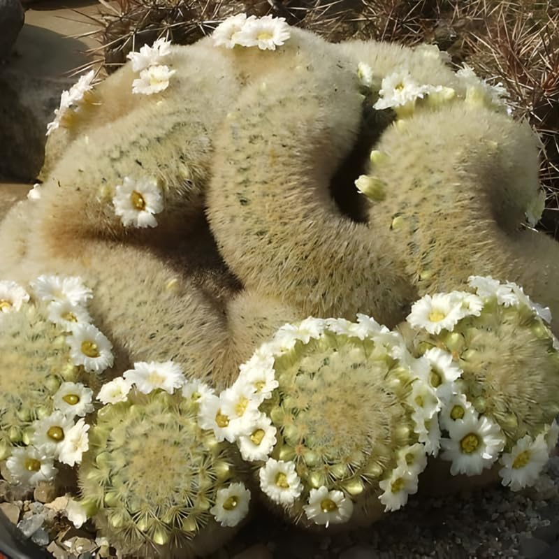 Mammillaria Cristata Golden Brain Cactus Live Plant | Rare Crested Cactus Plant | Live Cactus in 2.5-6" Inch Pot | Ideal for Collectors & Modern Home Décor