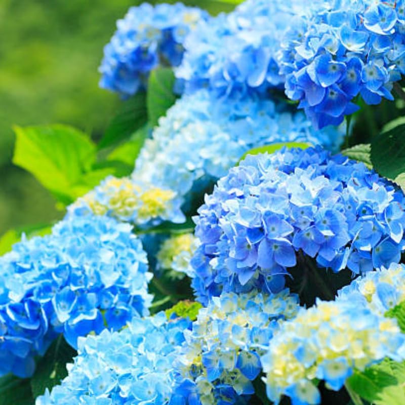 2 Nikko Blue Hydrangea Live Plants, 12-18 Inch Tall in 2.5 Inch Pot, Low Maintenance Flowering Shrub, Robust Well-Rooted Starter Plant