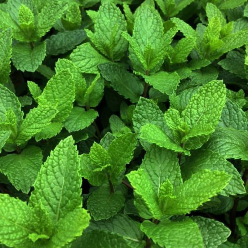 Peppermint Plants Live, Mint Plants for Inside and Home Décor, 3-Inch Potted Fresh Herb for Indoor Outdoor Growing