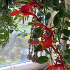 Columnea Long Leaf Goldfish Cactus Plant Live | 4-6 Inch Tall | Stunning Trailing Indoor Plant | Long Foliage with Bright Blooms for Hanging Baskets | Suitable for Gifts