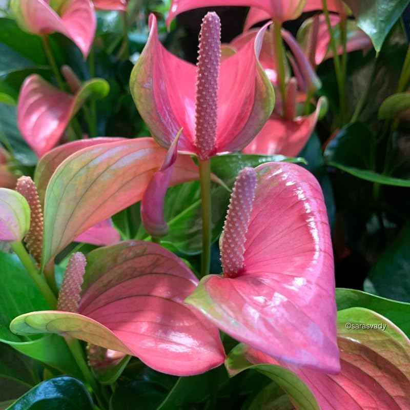 Pink Anthurium Live Plant in 4 Inch Pot, Live House Plants, Great for Home & Office Styling, Succulent Arrangements & Beginner Growers