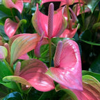Pink Anthurium Live Plant in 4 Inch Pot, Live House Plants, Great for Home & Office Styling, Succulent Arrangements & Beginner Growers