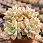 Succulent Plant Live, Variegated Graptopetalum Ghost Plant, 4" Pot, Easy to Care Pet-Friendly Décor, Low Maintenance Succulent for Indoor Spaces