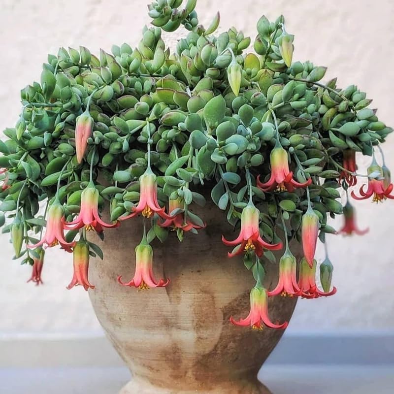 Cotyledon Pendens Succulent Plant Live – 4 Inch Pot | Rare Trailing Houseplant | Easy-Care Indoor Succulent