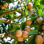 Sapodilla Alano Live Fruit Tree | 30-36 Inches Tall | Sweet Tropical Sapote | Easy to Grow | Great for Home Gardens & Warm Climates | No Ship to CA,HI,AK
