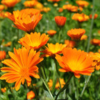 2 Orange Calendula Plants Live, 3-4 Inch Bare Root Size, Low Maintenance Flowering Herb for Sunny Landscapes and Pots