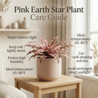 Pink Earth Star Plant, 4" Potted Cryptanthus Le Rey, High-Vigor Low Maintenance Indoor Bromeliad for Desks, Pet-Friendly Striped Pink Foliage