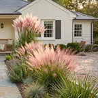 Pink Pampas Grass Plants Live, 4 Inch Tall Starter, Ornamental Feather Grass for Home Landscapes and Backyard Rows