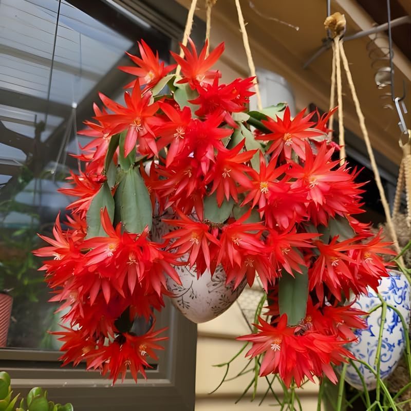 Red Easter Cactus Live Plant | Spring Easter Cactus 3 Inch Tall | Vibrant Red Blooms | Easter Cactus Plants Live for Desk, Shelf or Gift