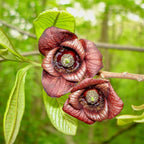 2 Pawpaw Tree Live Plant, 7 to 10 Inch Tall, Dormant Seedling | Native Fruit Tree Produces Delicious Paw Paw Fruits | Cold Hardy & Easy to Grow