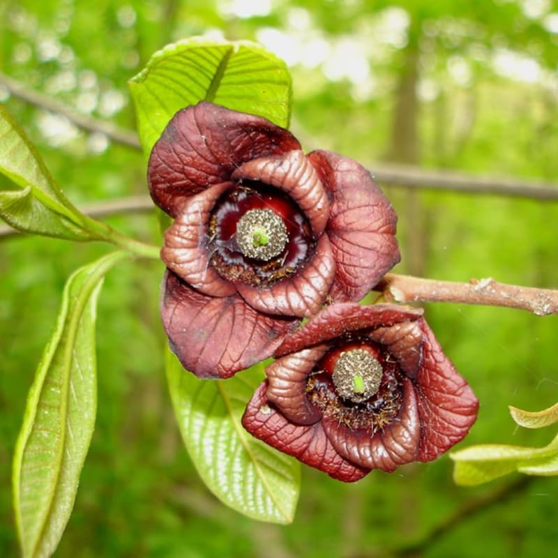 2 Pawpaw Tree Live Plant, 7 to 10 Inch Tall, Dormant Seedling | Native Fruit Tree Produces Delicious Paw Paw Fruits | Cold Hardy & Easy to Grow