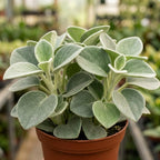 Peperomia Incana Plant, 4 Inch Pot, Stunning Fuzzy Indoor Plant for Home Décor, Robust Pet-Friendly Houseplant with Unique Thick Leaves