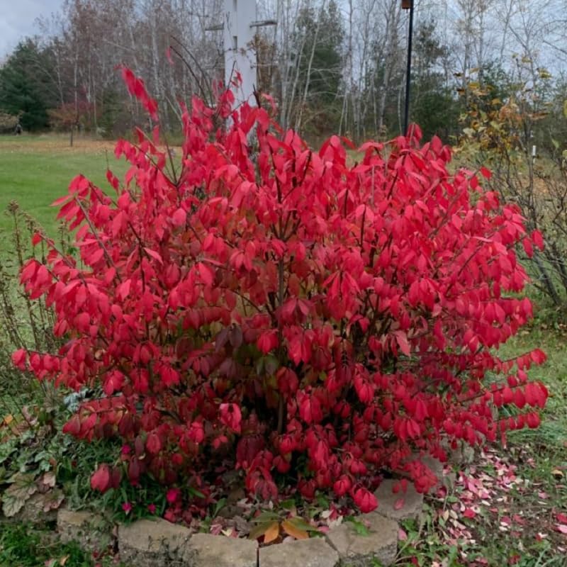 2 Burning Bush Shrub | 8-12 Inch Bare Root Seedlings | Low Maintenance Flowering Deciduous Shrub | Robust Well-Rooted Plants for Home Garden