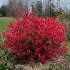 2 Burning Bush Shrub | 8-12 Inch Bare Root Seedlings | Low Maintenance Flowering Deciduous Shrub | Robust Well-Rooted Plants for Home Garden