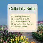 Calla Lily Bulbs for Planting, Mix 3 Large Bulbs, Vibrant Black, Flame, and Yellow Flowering Perennials for Sunny Patios and Cutting Gardens