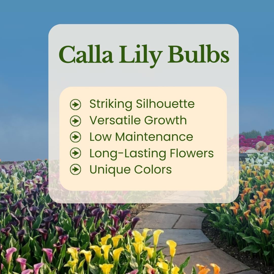 Calla Lily Bulbs for Planting, Mix 3 Large Bulbs, Vibrant Black, Flame, and Yellow Flowering Perennials for Sunny Patios and Cutting Gardens