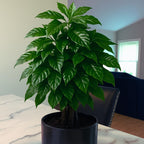 Coffea Arabica Live Plant in 4" Inch Pot | Indoor Arabica Coffee Tree for Planting | Low-Maintenance Houseplant for Home Décor, Patio & Hobby Growers