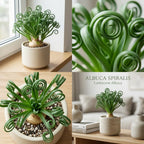 Frizzle Sizzle Plant, 4" Potted Albuca Spiralis Plant, High-Vigor Low Maintenance Spiral Succulent for Bright Windowsills, Striking Curly Foliage