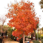 2 Chinese Pistache Tree Live Plants | 1-2ft Bare Root Seedlings | Fast-Growing Deciduous Ornamental Trees & Low Maintenance