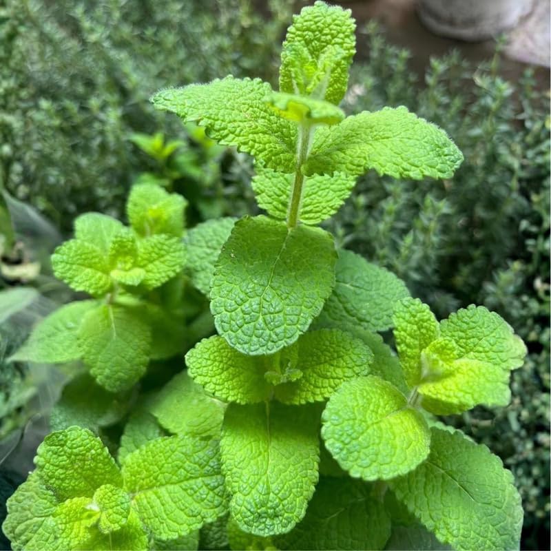 2 Apple Mint Plant, 3" Pot, Fresh Herb Plants Live, Mint Plants for Inside Windowsills or Outdoor Garden Beds