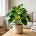 Peperomia Raindrop Houseplant, 4 Inch Pot, Vigorous Houseplant with Thick Glossy Foliage for Living Rooms & Shelves, Easy to Care Pet-Friendly Decor