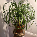 Pony Tail Palm Live Plant in 4” Inch Pot | Elephant’s Foot Live Trees | Easy to Maintain Indoor Housplant | Suitable for Home & Office Décor | Great Birthday Gift