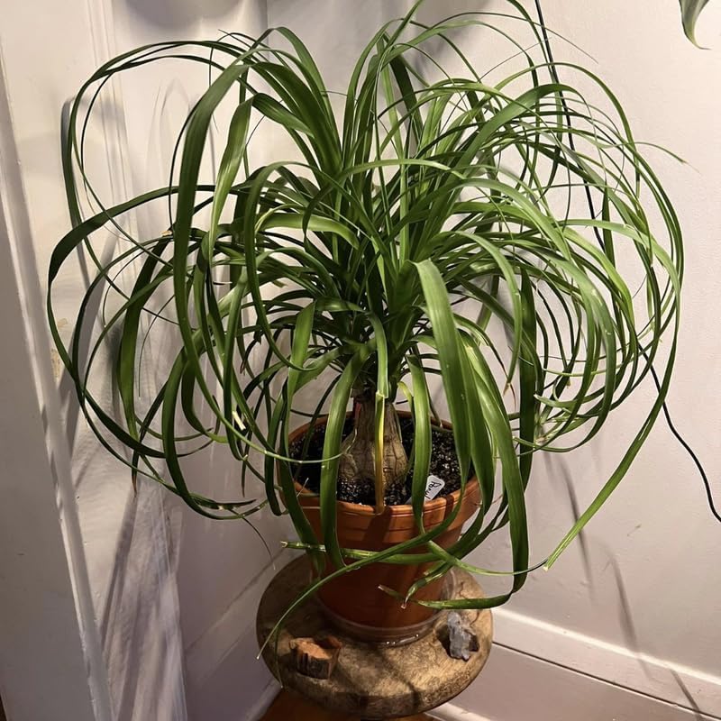 Pony Tail Palm Live Plant in 4” Inch Pot | Elephant’s Foot Live Trees | Easy to Maintain Indoor Housplant | Suitable for Home & Office Décor | Great Birthday Gift