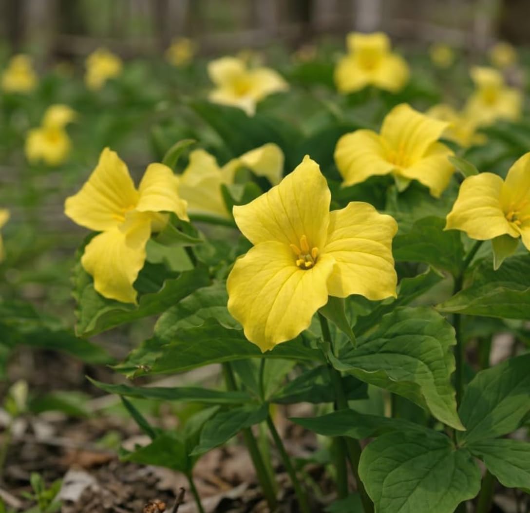 10 Yellow Trillium for Planting, Trillium Luteum Wildflower, Easy Care Perennial Flower Bulbs for Shade Gardens