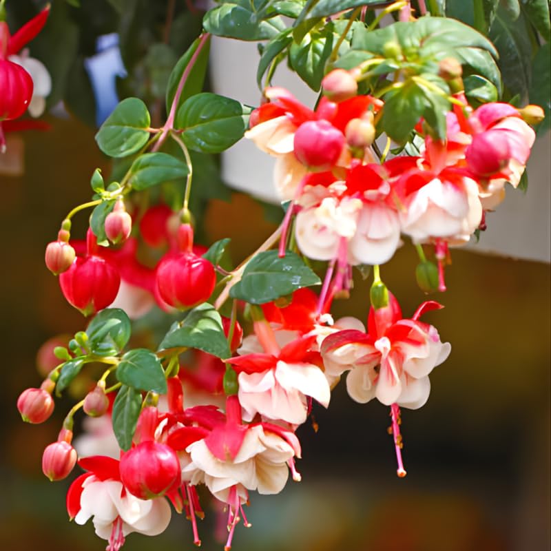 Fuchsia Plants Live, Gold and Red Foliage, 6-12 Inch Tall, Autumnale Variety, Trailing Flowering Plant, Ideal for Hanging Baskets