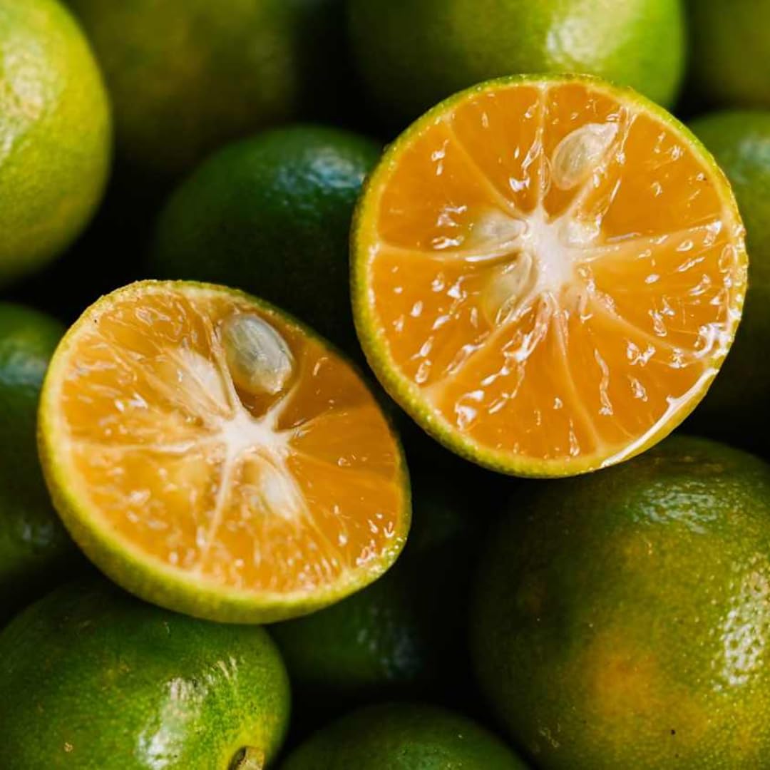 (No Ship to CA,HI,AK) Kishu Mandarin Oranges Tree Live Plant | 1 Gallon Live Potted Citrus Tree | Sweet Juicy Fruit for Cooking Juicing & Home Gardening