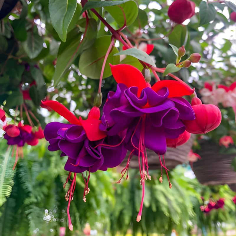 Fuchsia Plants Live, Gold and Red Foliage, 6-12 Inch Tall, Autumnale Variety, Fast Growing Deciduous Flowering Shrub, Well-Rooted Plant