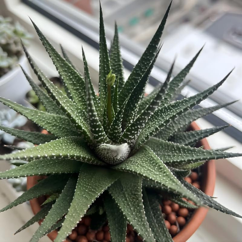 Haworthia Succulent Plant, Zebra Cactus Succulent, 2" Pot, Easy Care Indoor Greenery, Unique Striped Foliage for Home and Office Décor