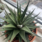 Haworthia Succulent Plant, Zebra Cactus Succulent, 2" Pot, Easy Care Indoor Greenery, Unique Striped Foliage for Home and Office Décor