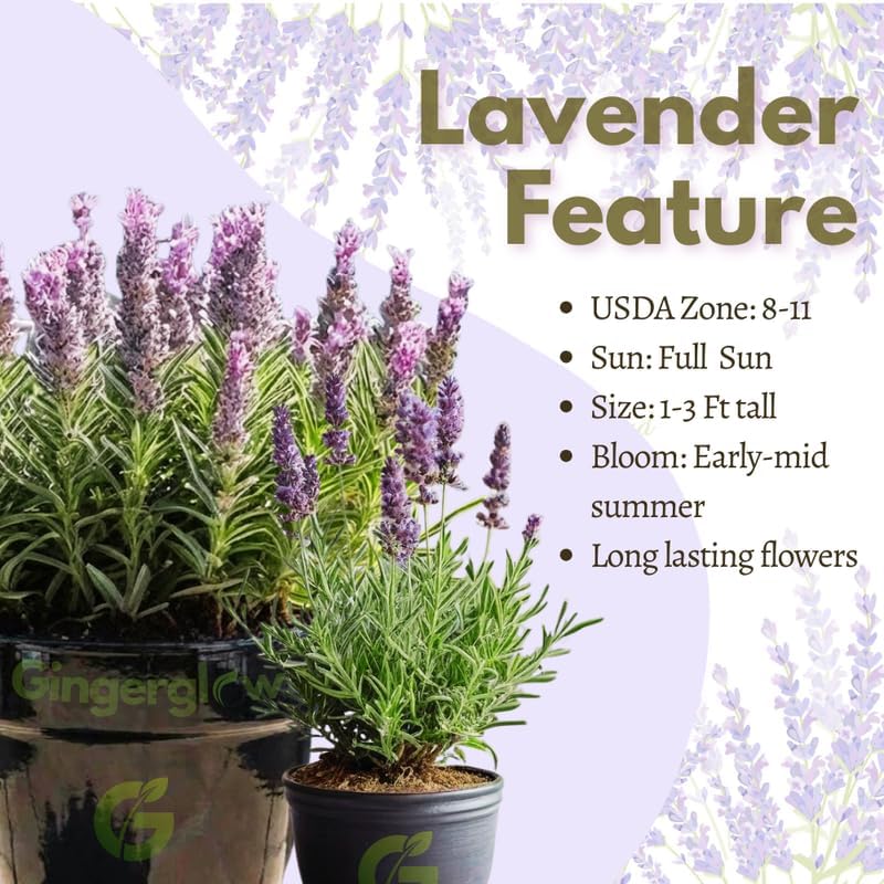 2 Spanish Lavender Plant Live Outdoor, 3" Potted, Drought Tolerant Evergreen Perennial, Established Root System Bloom, Low Maintenance Garden Plant