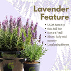 3 Spanish Lavender Plants Live, 3-Inch Pot, Established Lavandula Stoechas Flowering Plant, Compact Aromatic Foliage for Modern Landscape Design