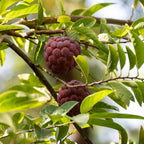Red Sugar Apple Tree Live Plant | 2.5–3 Ft Tropical Fruit Tree | Perfect for Home Gardens, Patios, and Container Growing | No Ship to CA,HI,AK